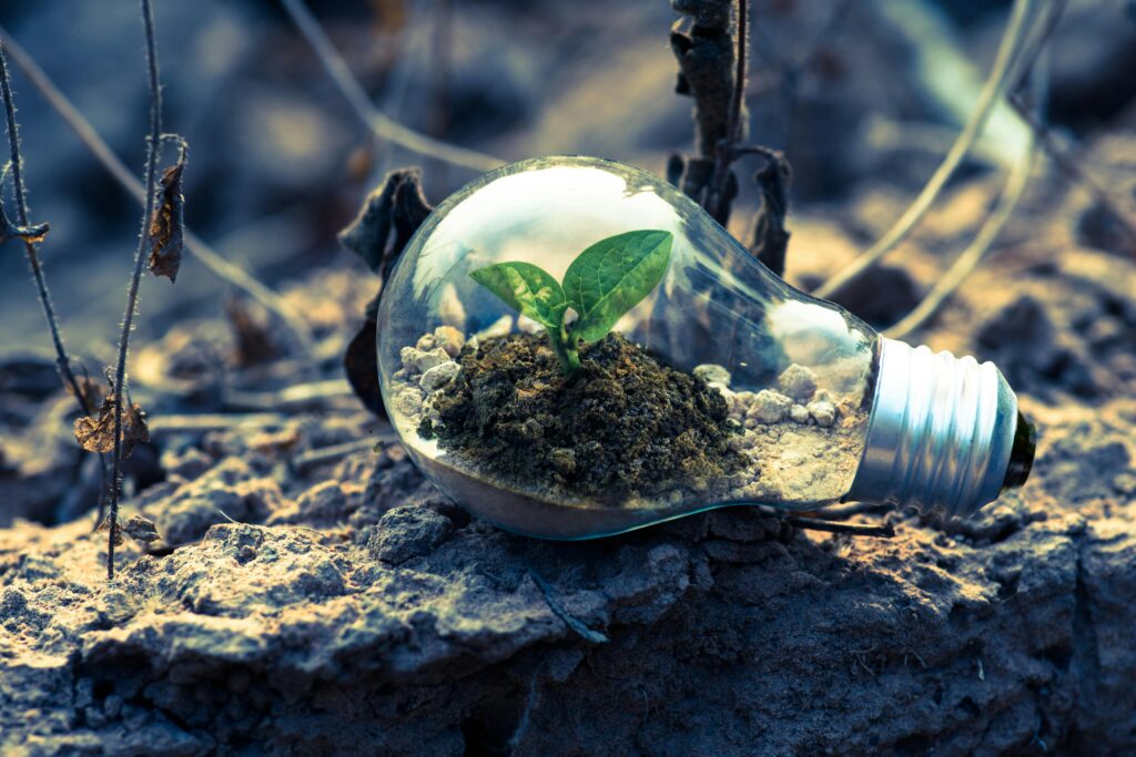 a plant in a light bulb 